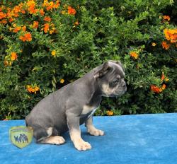 Click sobre la imagen para ampliarla