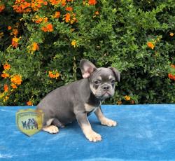 Click sobre la imagen para ampliarla