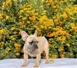 Click sobre la imagen para ampliarla