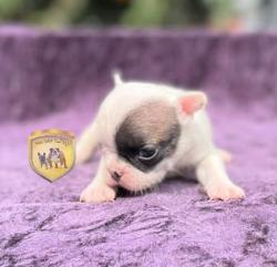 Click sobre la imagen para ampliarla