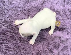 Click sobre la imagen para ampliarla