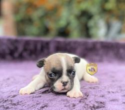 Click sobre la imagen para ampliarla