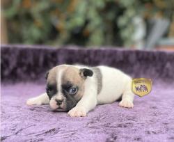 Click sobre la imagen para ampliarla