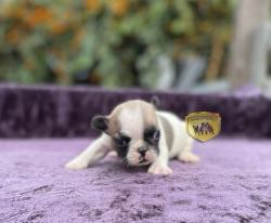 Click sobre la imagen para ampliarla