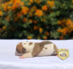 Click sobre la imagen para ampliarla