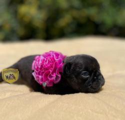 Click sobre la imagen para ampliarla