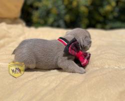 Click sobre la imagen para ampliarla