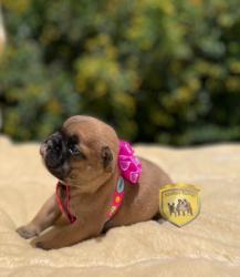 Click sobre la imagen para ampliarla