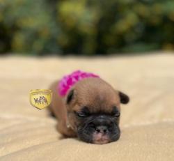 Click sobre la imagen para ampliarla