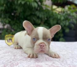 Click sobre la imagen para ampliarla