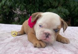 Click sobre la imagen para ampliarla