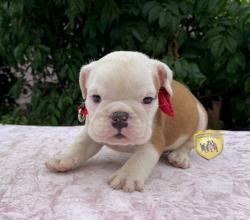 Click sobre la imagen para ampliarla