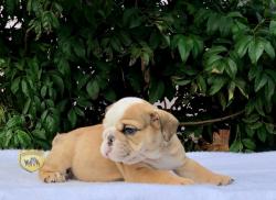 Click sobre la imagen para ampliarla