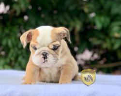 Click sobre la imagen para ampliarla