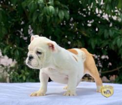 Click sobre la imagen para ampliarla