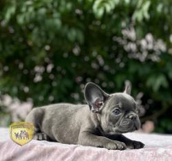 Click sobre la imagen para ampliarla