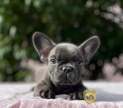 Click sobre la imagen para ampliarla