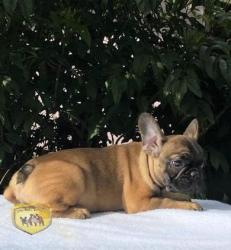 Click sobre la imagen para ampliarla