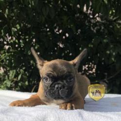 Click sobre la imagen para ampliarla