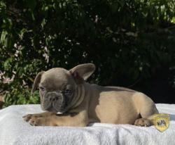 Click sobre la imagen para ampliarla