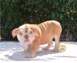 Click sobre la imagen para ampliarla