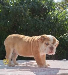 Click sobre la imagen para ampliarla