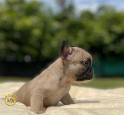 Click sobre la imagen para ampliarla