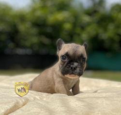 Click sobre la imagen para ampliarla