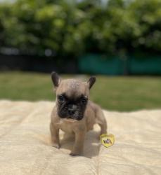 Click sobre la imagen para ampliarla