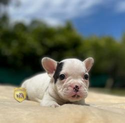 Click sobre la imagen para ampliarla