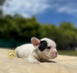 Click sobre la imagen para ampliarla