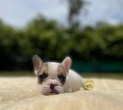 Click sobre la imagen para ampliarla