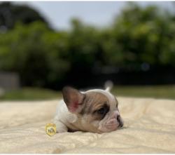 Click sobre la imagen para ampliarla