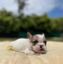 Click sobre la imagen para ampliarla