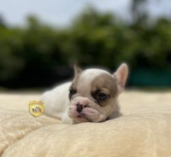 Click sobre la imagen para ampliarla