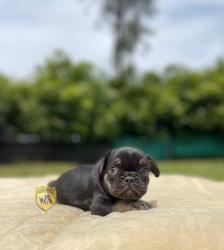 Click sobre la imagen para ampliarla