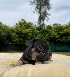 Click sobre la imagen para ampliarla