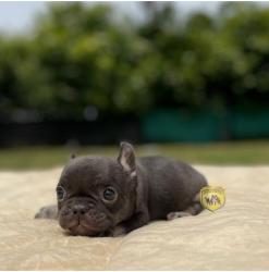 Click sobre la imagen para ampliarla