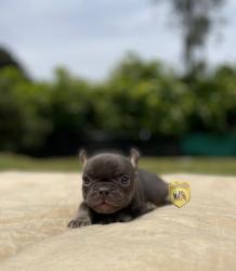 Click sobre la imagen para ampliarla