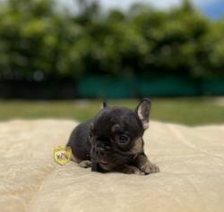 Click sobre la imagen para ampliarla