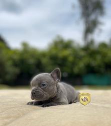 Click sobre la imagen para ampliarla