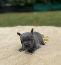 Click sobre la imagen para ampliarla