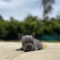 Click sobre la imagen para ampliarla