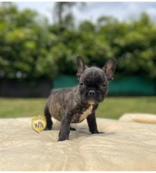 Click sobre la imagen para ampliarla