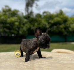 Click sobre la imagen para ampliarla