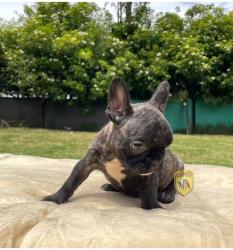 Click sobre la imagen para ampliarla