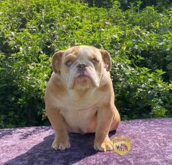 Click sobre la imagen para ampliarla