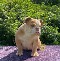 Click sobre la imagen para ampliarla