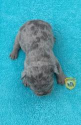 Click sobre la imagen para ampliarla