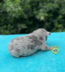 Click sobre la imagen para ampliarla